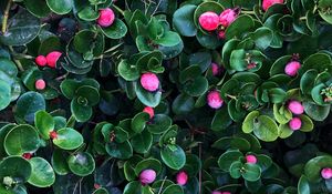 Preview wallpaper berries, bushes, leaves, plant