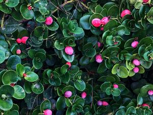 Preview wallpaper berries, bushes, leaves, plant