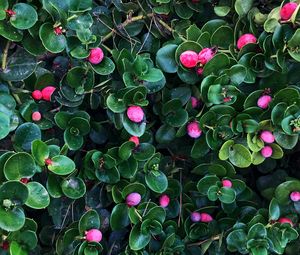 Preview wallpaper berries, bushes, leaves, plant