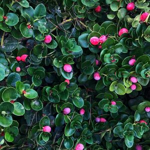 Preview wallpaper berries, bushes, leaves, plant