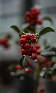 Preview wallpaper berries, drops, macro, red, wet, plant