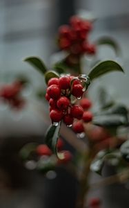 Preview wallpaper berries, drops, macro, red, wet, plant