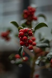 Preview wallpaper berries, drops, macro, red, wet, plant