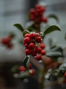 Preview wallpaper berries, drops, macro, red, wet, plant