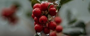 Preview wallpaper berries, drops, macro, red, wet, plant