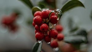 Preview wallpaper berries, drops, macro, red, wet, plant