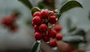 Preview wallpaper berries, drops, macro, red, wet, plant
