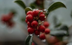 Preview wallpaper berries, drops, macro, red, wet, plant