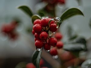 Preview wallpaper berries, drops, macro, red, wet, plant