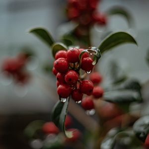 Preview wallpaper berries, drops, macro, red, wet, plant