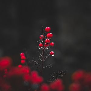 Preview wallpaper berries, drops, macro, red, wet