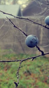 Preview wallpaper berries, drops, macro, autumn