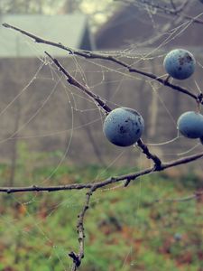 Preview wallpaper berries, drops, macro, autumn