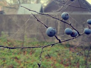 Preview wallpaper berries, drops, macro, autumn