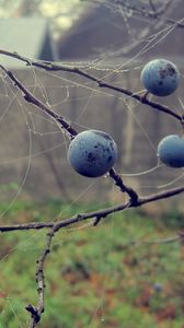 Preview wallpaper berries, drops, macro, autumn