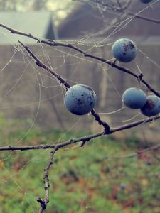 Preview wallpaper berries, drops, macro, autumn