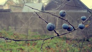 Preview wallpaper berries, drops, macro, autumn