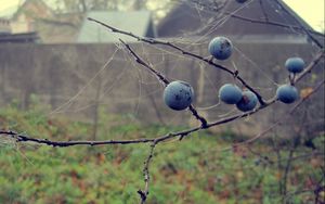 Preview wallpaper berries, drops, macro, autumn