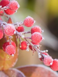 Preview wallpaper berries, frost, blur, macro