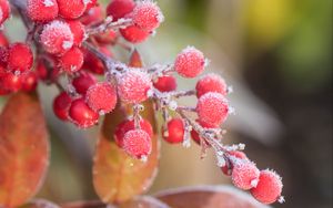 Preview wallpaper berries, frost, blur, macro