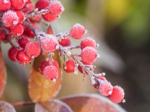 Preview wallpaper berries, frost, blur, macro