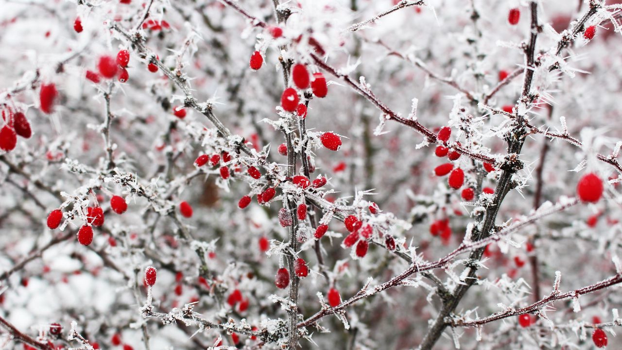Wallpaper berries, frost, branches, red, winter, spines
