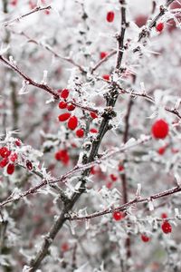 Preview wallpaper berries, frost, branches, red, winter, spines