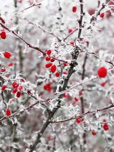 Preview wallpaper berries, frost, branches, red, winter, spines