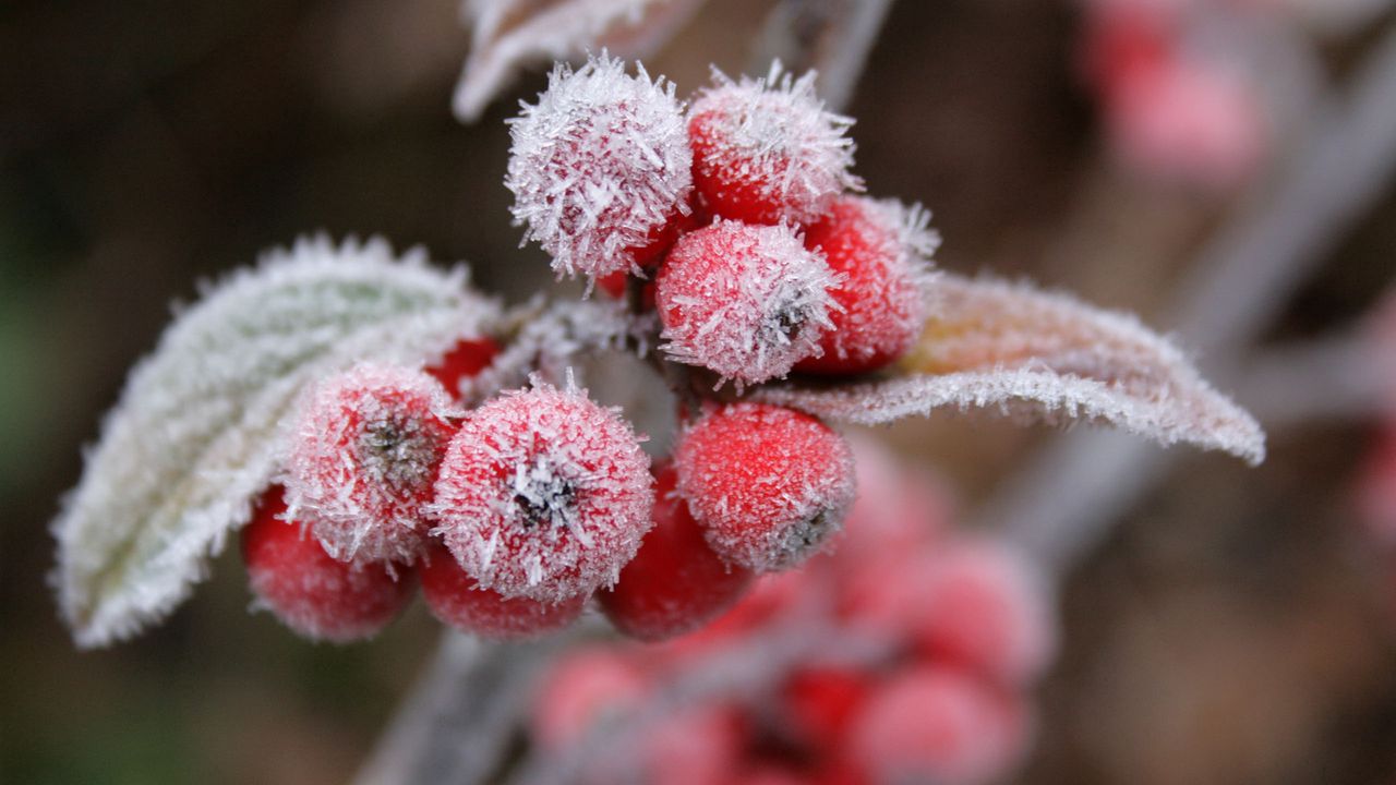 Wallpaper berries, frost, hoarfrost, leaves