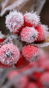 Preview wallpaper berries, frost, hoarfrost, leaves