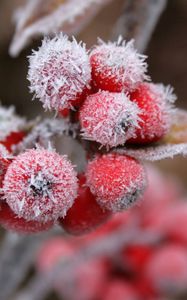 Preview wallpaper berries, frost, hoarfrost, leaves