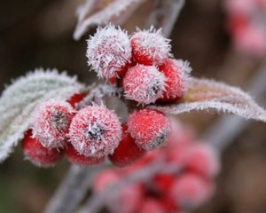 Preview wallpaper berries, frost, hoarfrost, leaves