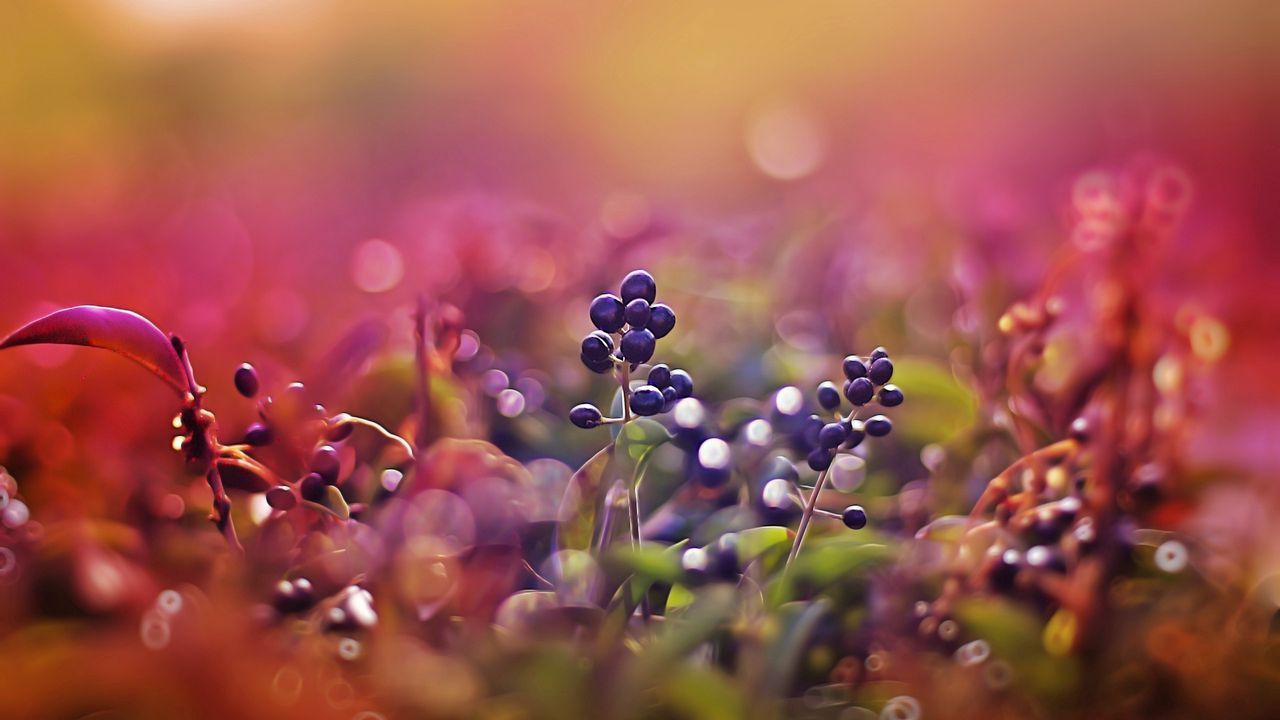 Wallpaper berries, glare, light, sunny