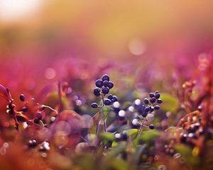 Preview wallpaper berries, glare, light, sunny