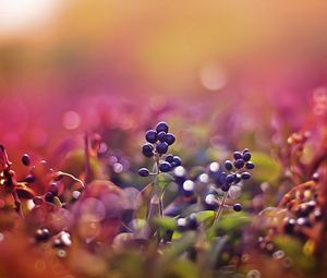 Preview wallpaper berries, glare, light, sunny