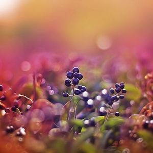 Preview wallpaper berries, glare, light, sunny