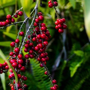 Preview wallpaper berries, grapes, branch