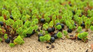 Preview wallpaper berries, grass, drops