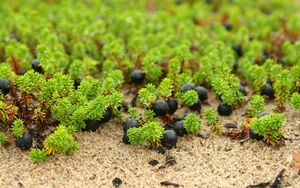 Preview wallpaper berries, grass, drops