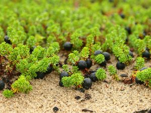 Preview wallpaper berries, grass, drops