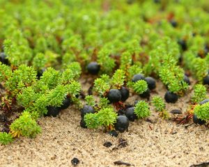 Preview wallpaper berries, grass, drops