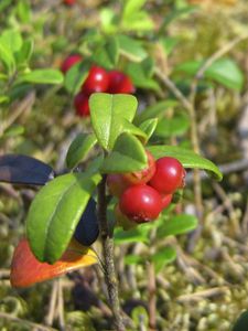 Preview wallpaper berries, grass, ripe