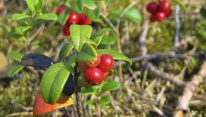 Preview wallpaper berries, grass, ripe