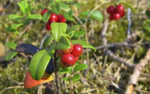 Preview wallpaper berries, grass, ripe