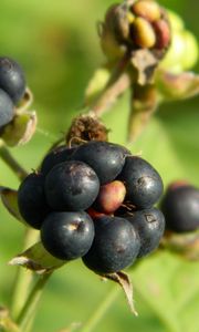 Preview wallpaper berries, grass, ripe