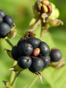 Preview wallpaper berries, grass, ripe