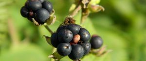 Preview wallpaper berries, grass, ripe