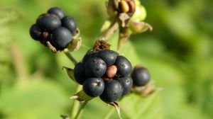 Preview wallpaper berries, grass, ripe