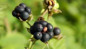 Preview wallpaper berries, grass, ripe