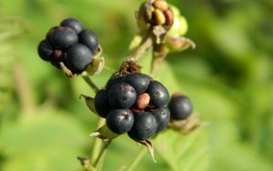 Preview wallpaper berries, grass, ripe